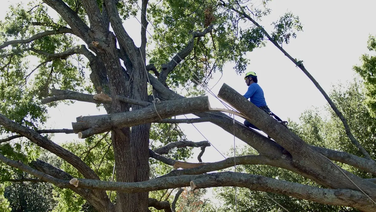 Professional Hazardous Tree Removal performed by certified arborists in Hitchins