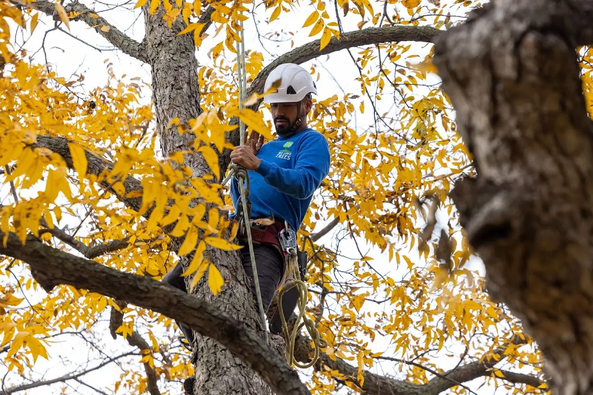 Skilled Tree Planing crew working in Hitchins