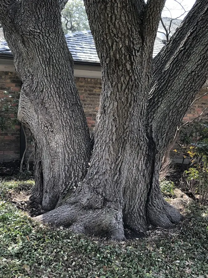 Mature heritage tree close to a Hitchins property cared for by certified arborists